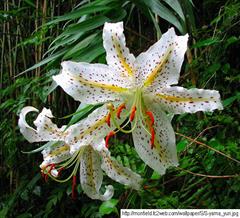 لیلیوم اوراتوم